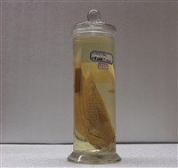 藏品(黑點棘鱗魚)的圖片